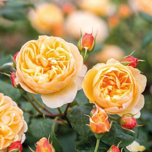 Роальд Даль (Roald Dahl) купить английские розы. питомник роз. отзывы  интернет магазин роз. купить розы. выращивание роз. посадка роз дэвида  остина. академия роз. как ухаживать за розой после. роза тюмень купить.  купить