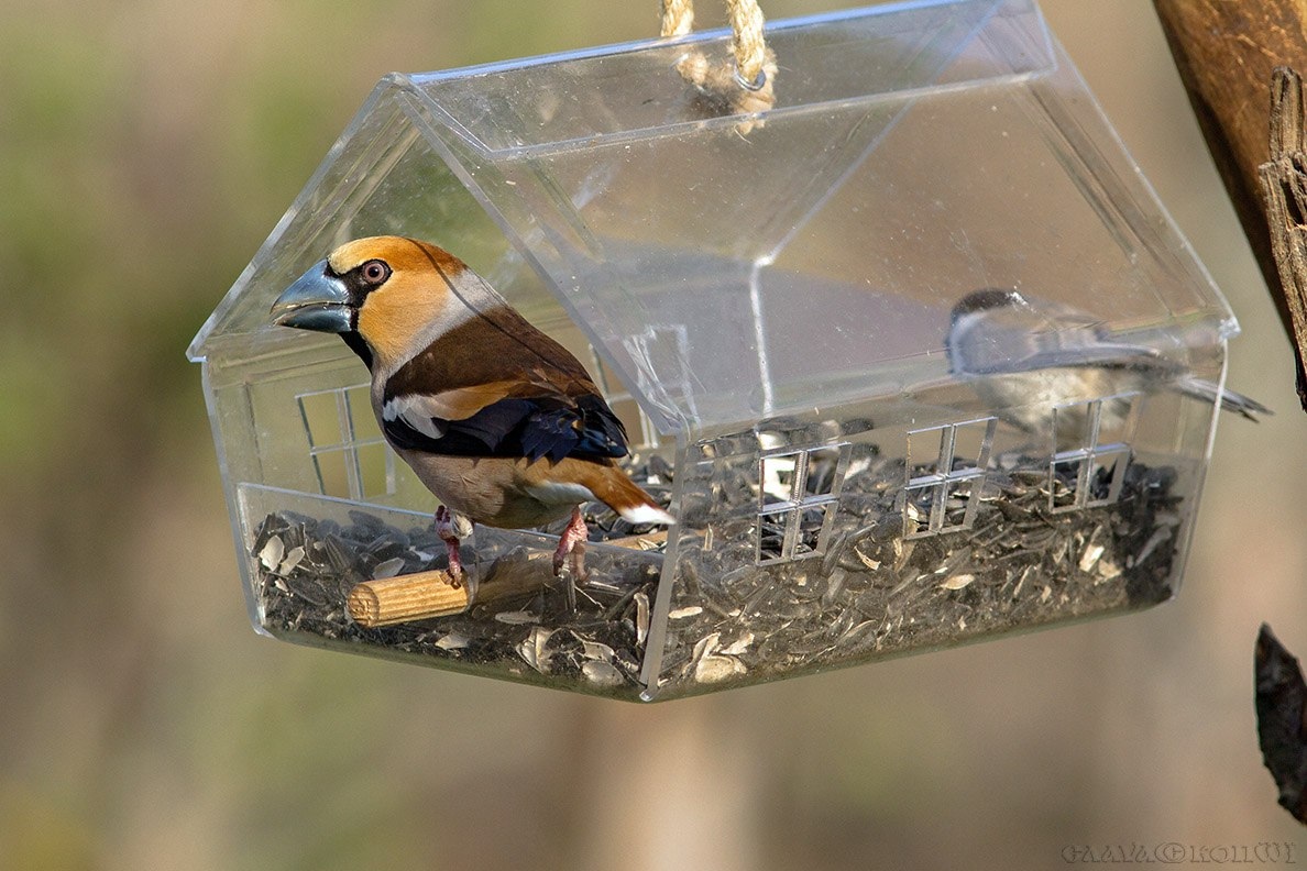 Скворечник из пластиковой бутылки - уютный дом для птиц своими руками