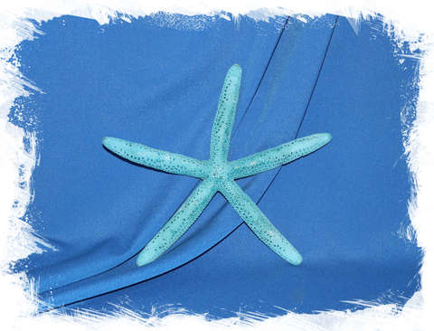 Finger fish sea star