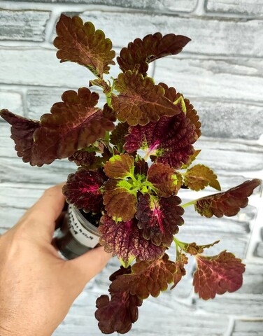 Огненная мгла ОП колеус