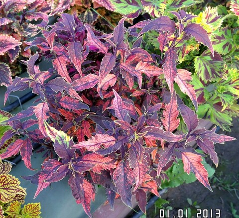 Купель Дьявола ТМ колеус КСР