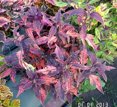 Купель Дьявола ТМ колеус КСР