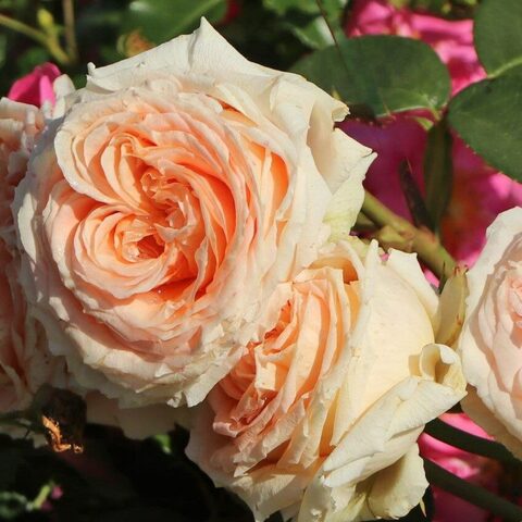 Леди Капри(LADY CAPRI)