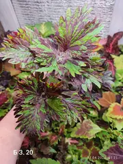 БЗ. 20 колеус