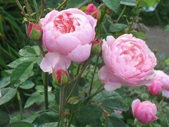 Зе Алнвик Роуз (The Alnwick Rose)