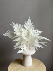 Папоротник белый