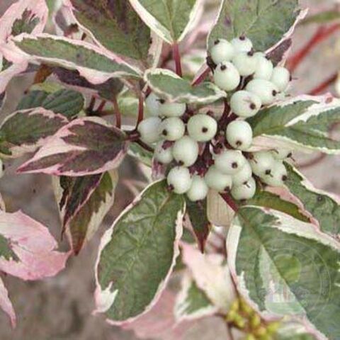 Дёрен белый 