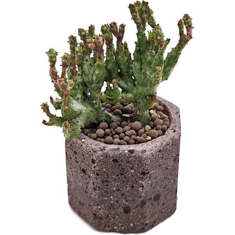 Суккулент Эуфорбия Энопла Корал