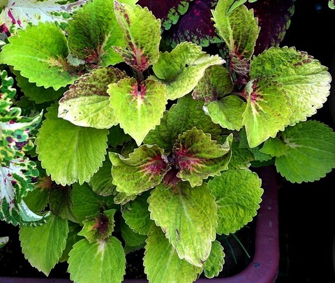 Вечерняя сказка UO колеус