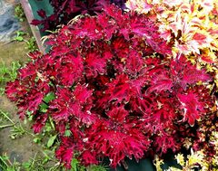 Кармен LO колеус КСР