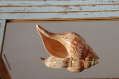 Ракушка фасциолария тюлипа (Fasciolaria tulipa)