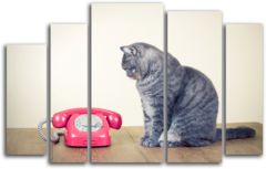 Модульная картина "Кот с телефоном"
