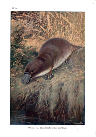 Хромолитография «Утконос»