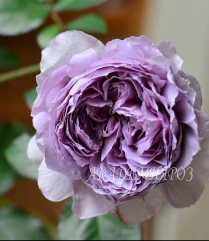 Лавендер Букет (Lavender Bouquet)