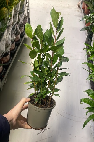 Лавр Нобилис