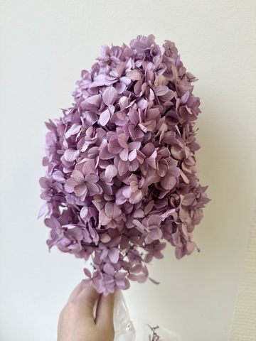 Гортензия стаб. пирамидальная Пыльно-сиреневый