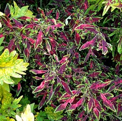 Рудольф колеус