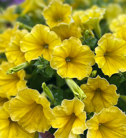 32510 Петуния SURFINIA Mounding Dark Yellow Morn (Весна 2026)