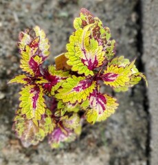 Лунный камень АЮ колеус КСР