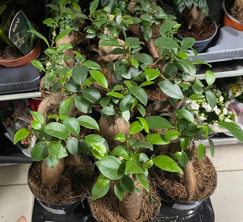 Бонсай Фикус Микрокарпа Гинсенг