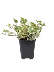 Хедера непальская д.9