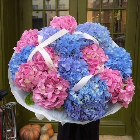 Hydrangeas 15