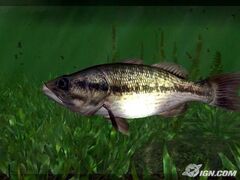 Rapala Pro Fishing (Playstation 2)