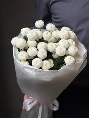 Кустовая хризантема «Ньютон» (белая)