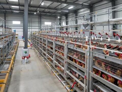 Комплект проектов экологической документации. Разведение сельскохозяйственной птицы (птицефабрика)