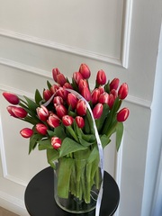 АКЦИЯ тюльпан - классика КРАСНО-БЕЛЫЙ