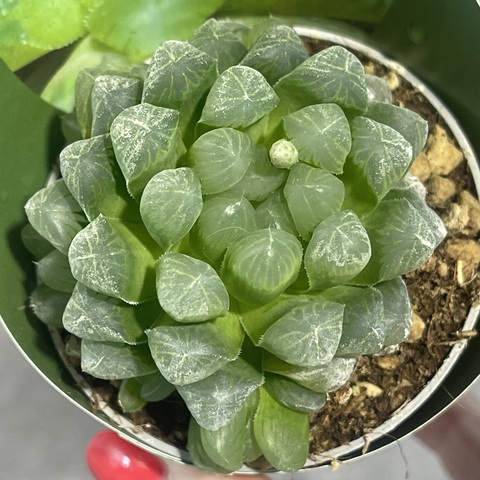 Хавортия Купери d7