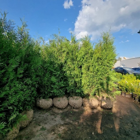 Туя западная Брабант АКЦИЯ | Thuja occidentalis Brabant 280-300 см