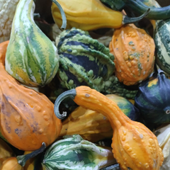 Тыква декоративная Калейдоскоп / 500 гр