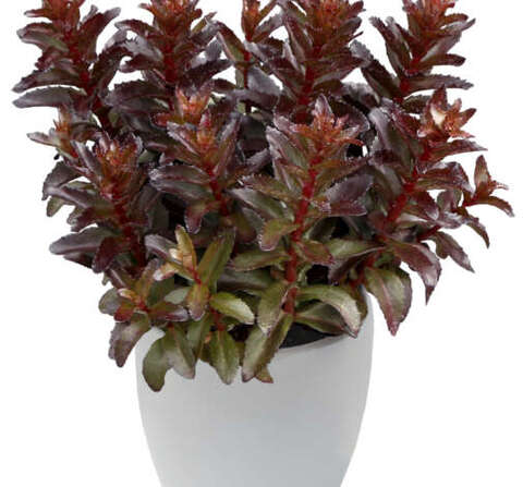 37150 Седум NOVA Cherry Fizz (Весна 2026)