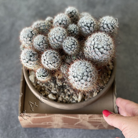 Маммиллярия Бомбицина Кристата d17