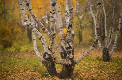 Береза карельская Betula pendula var. carelica