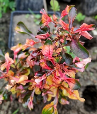 Альтернантера дентата Тайланд