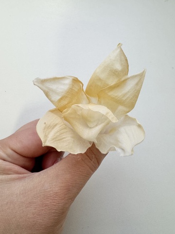 Орхидея стаб. Крем-шампань 4-5см (3шт в кор)