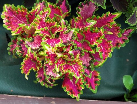 Клубничный соблазн UO колеус КСР