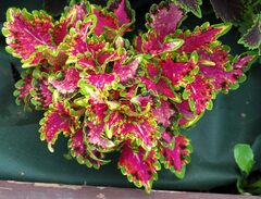 Клубничный соблазн UO колеус КСР