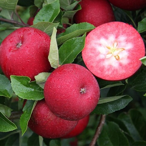 Яблоня красномякотная Сирена
