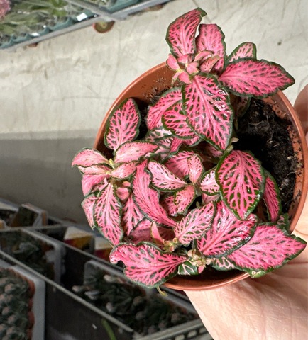 Фиттония  микс