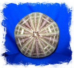 Панцирь Морского Ежа 8-10 см