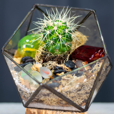 Флорариум с кактусом, фото 1