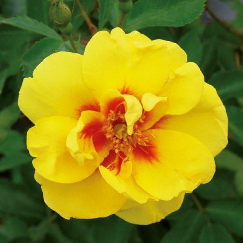 Роза айконик лимонад фото и описание