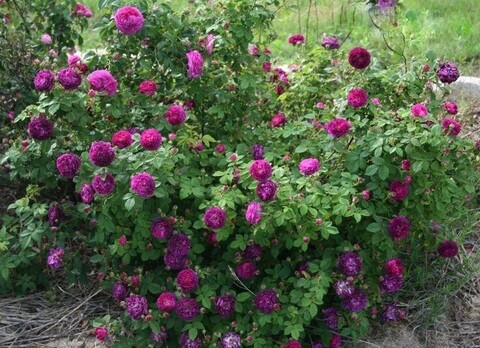 Кардинал де Ришелье (Cardinal de Richelieu)