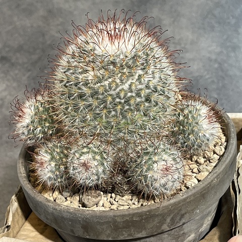 Маммиллярия Бомбицина в керамике d15