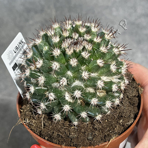 Маммиллярия Маммиллярис d8