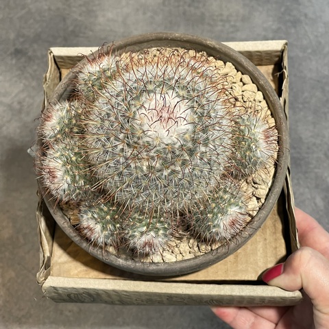 Маммиллярия Бомбицина в керамике d15