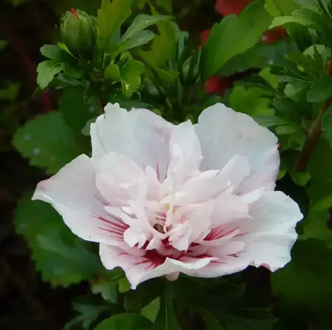 Гибискус Сирийский 